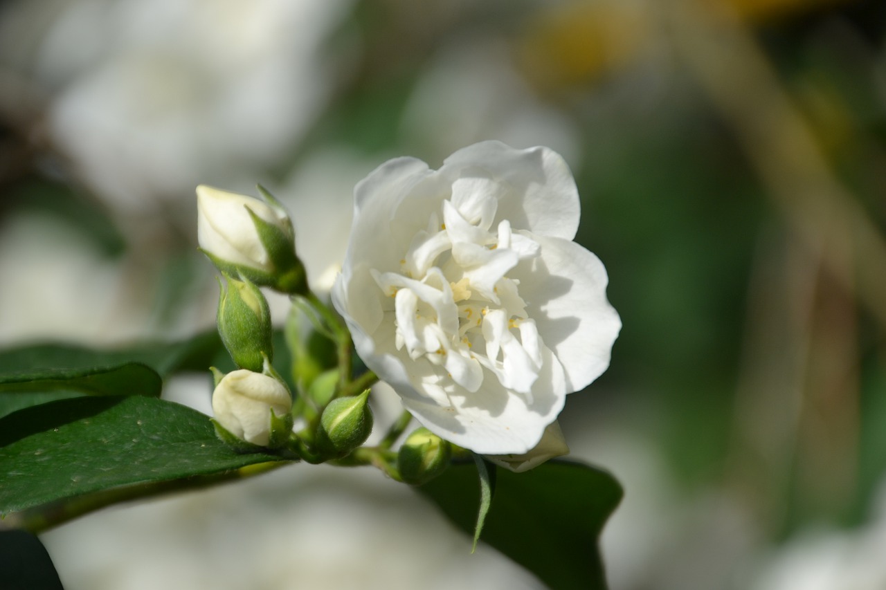 jasmin  flower  flowers free photo