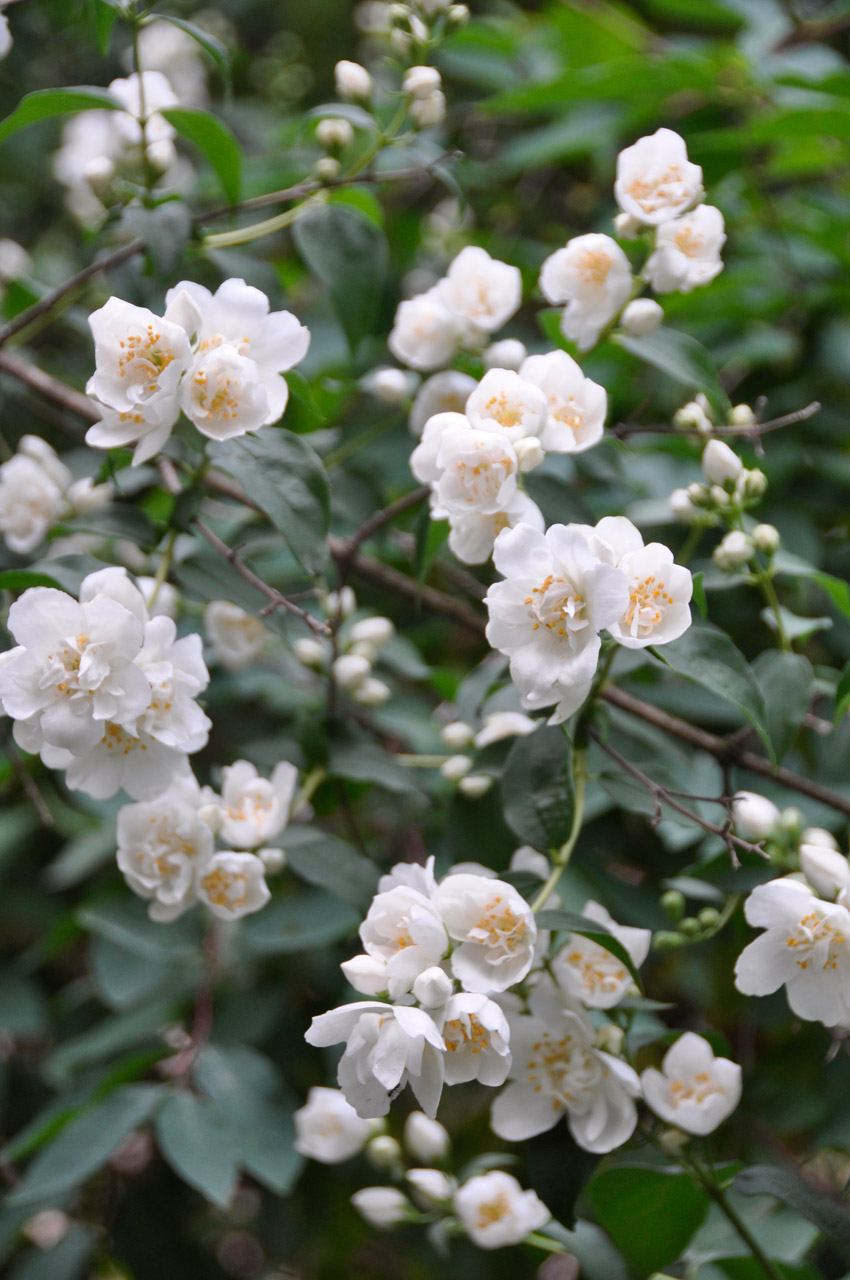 flower jasmine shrub free photo