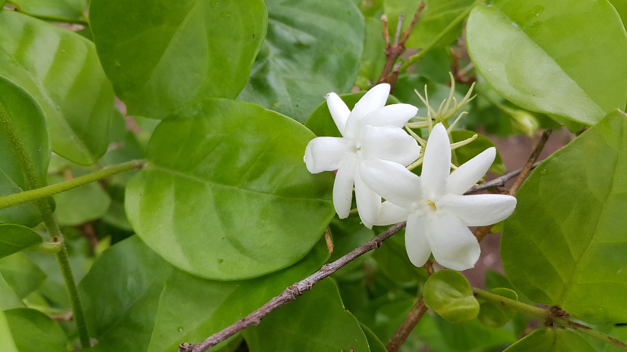 jasmine white flowers free photo