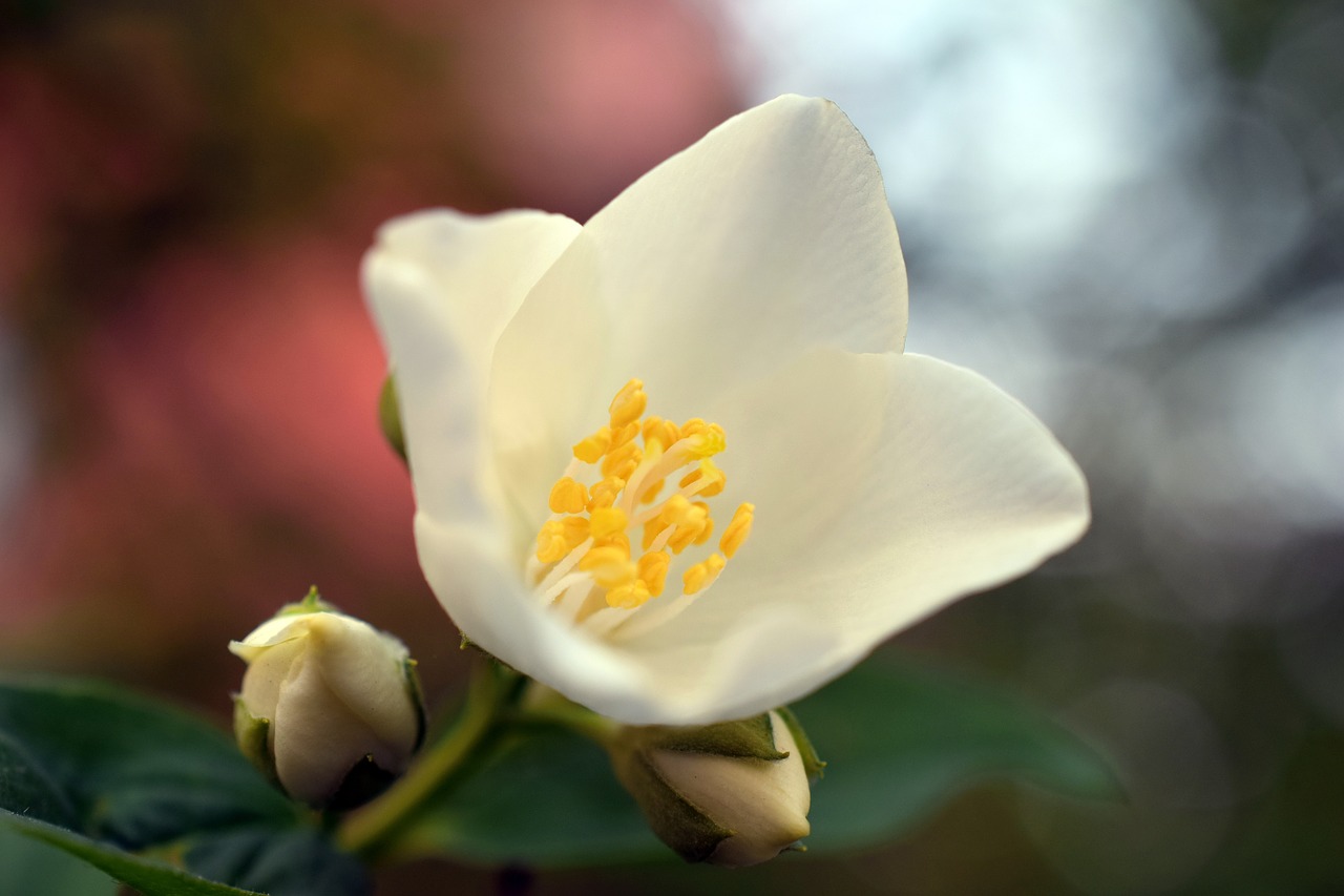 jasmine flower white free photo