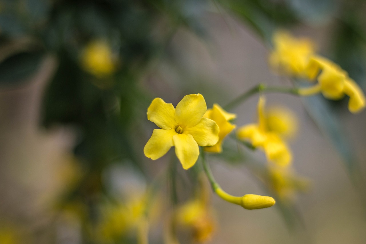 jasmine flower yellow free photo