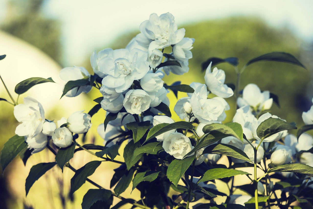 jasmine white summer flowers free photo