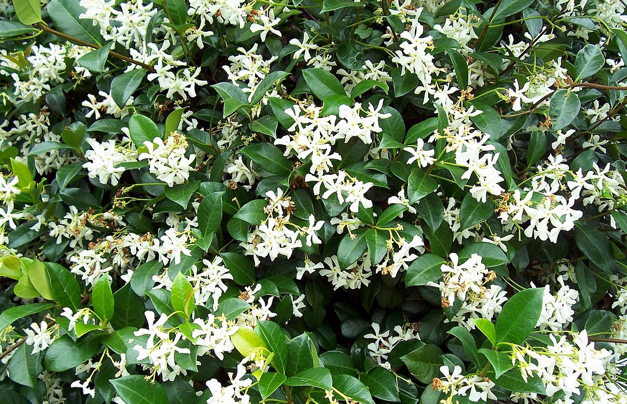 jasmine plant flora free photo