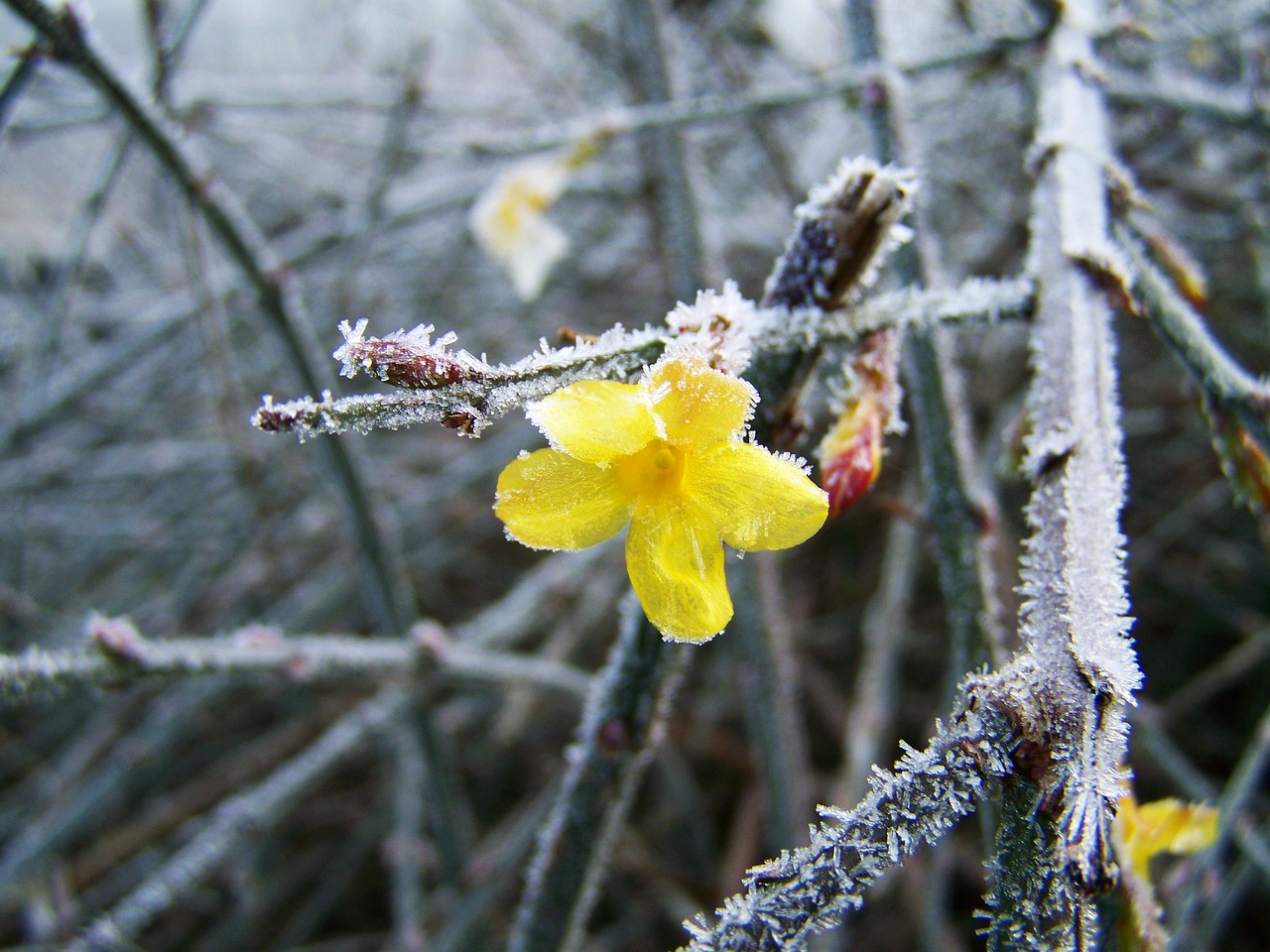 jasmine winter frost free photo