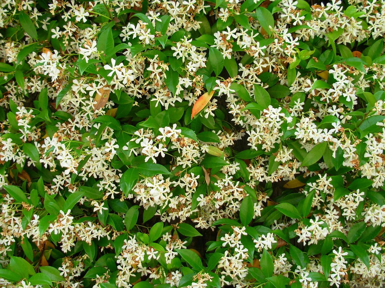 jasmine flower nature free photo