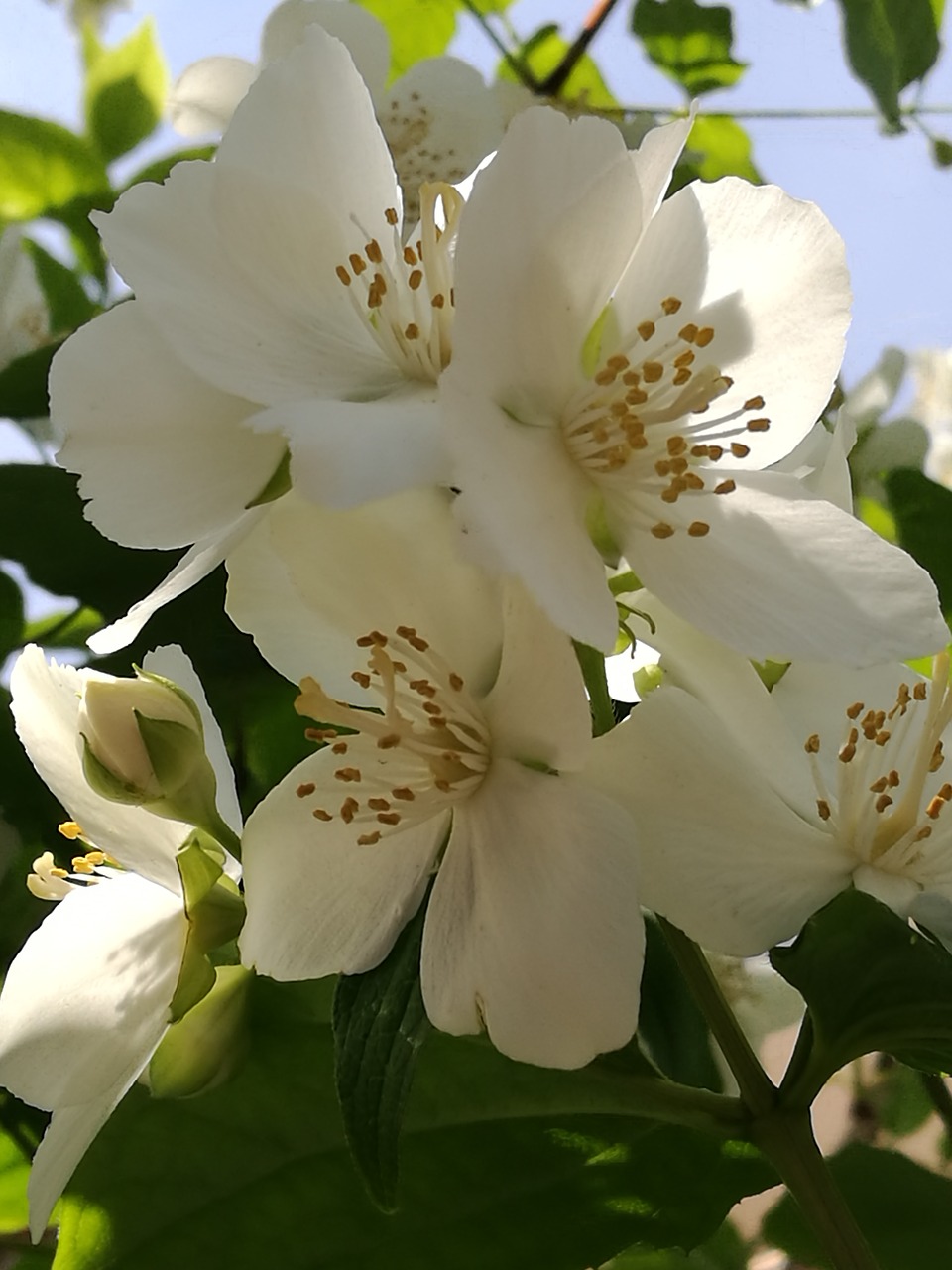 jasmine flowers nature free photo