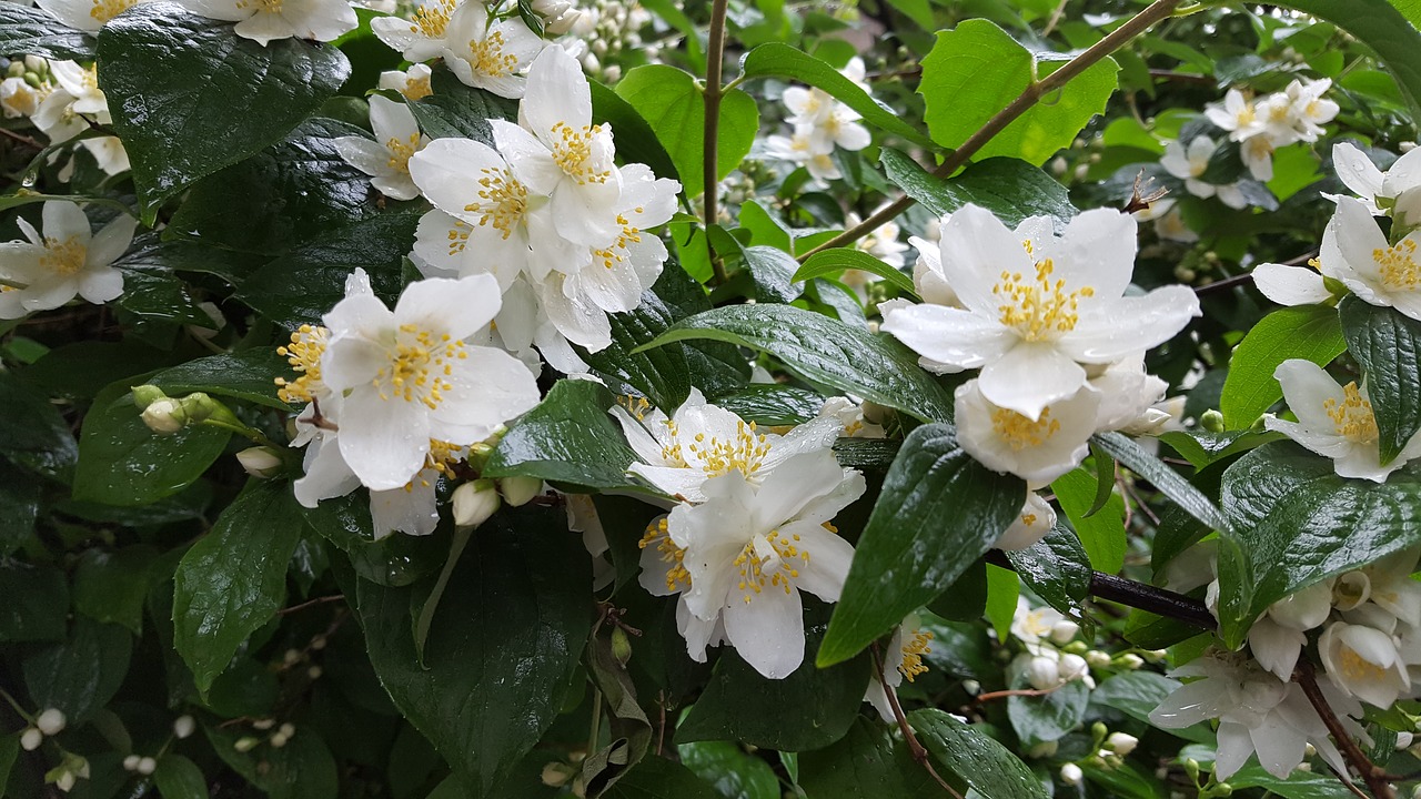 jasmine bush after the rain free photo