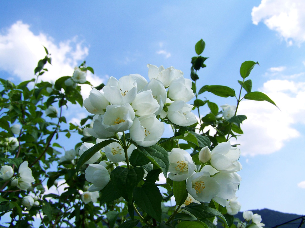 jasmine white flower garden free photo