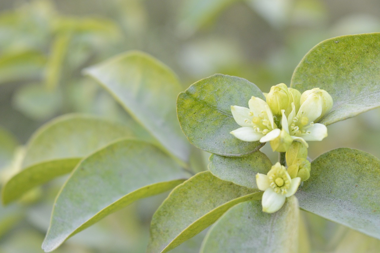 jasmine flowers garden free photo