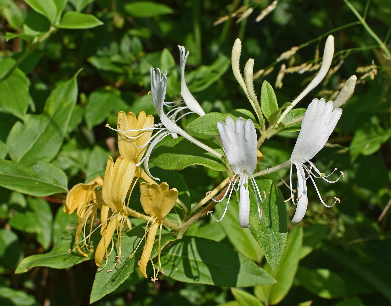 jasmine flower blossom free photo