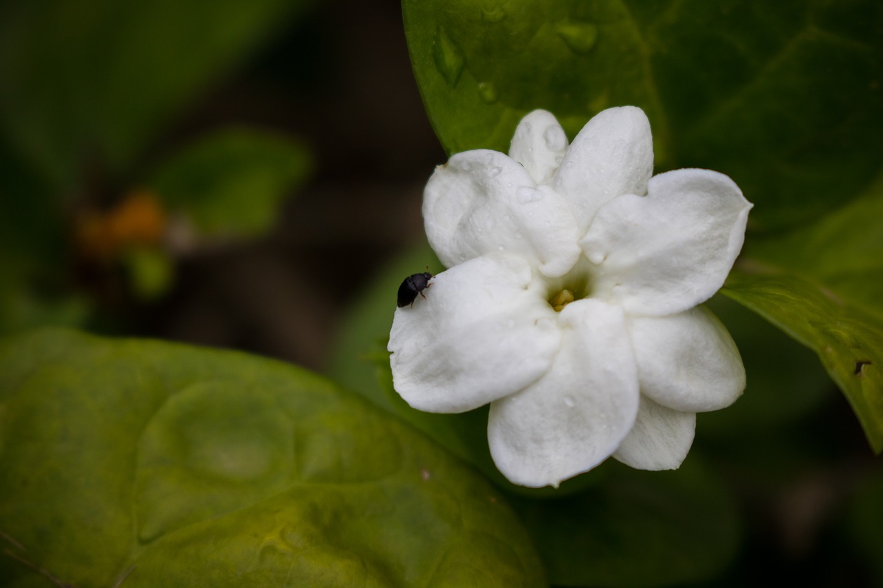 jasmine insect flower free photo