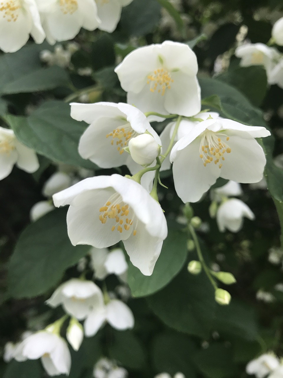 jasmine mock orange summer free photo