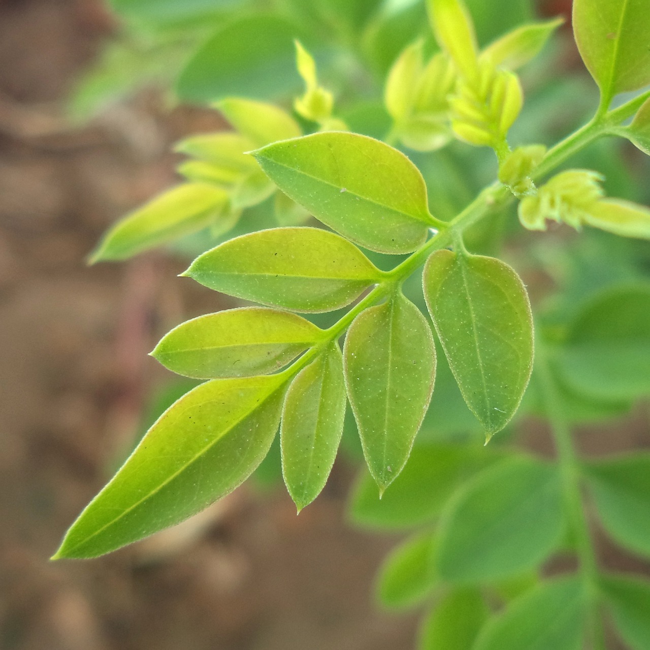 jasmine leaves plant free photo