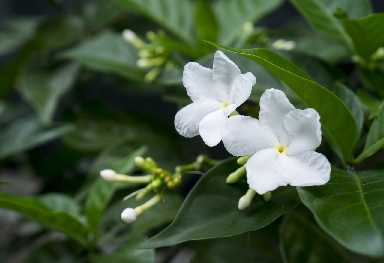 jasmine white flowers natural free photo