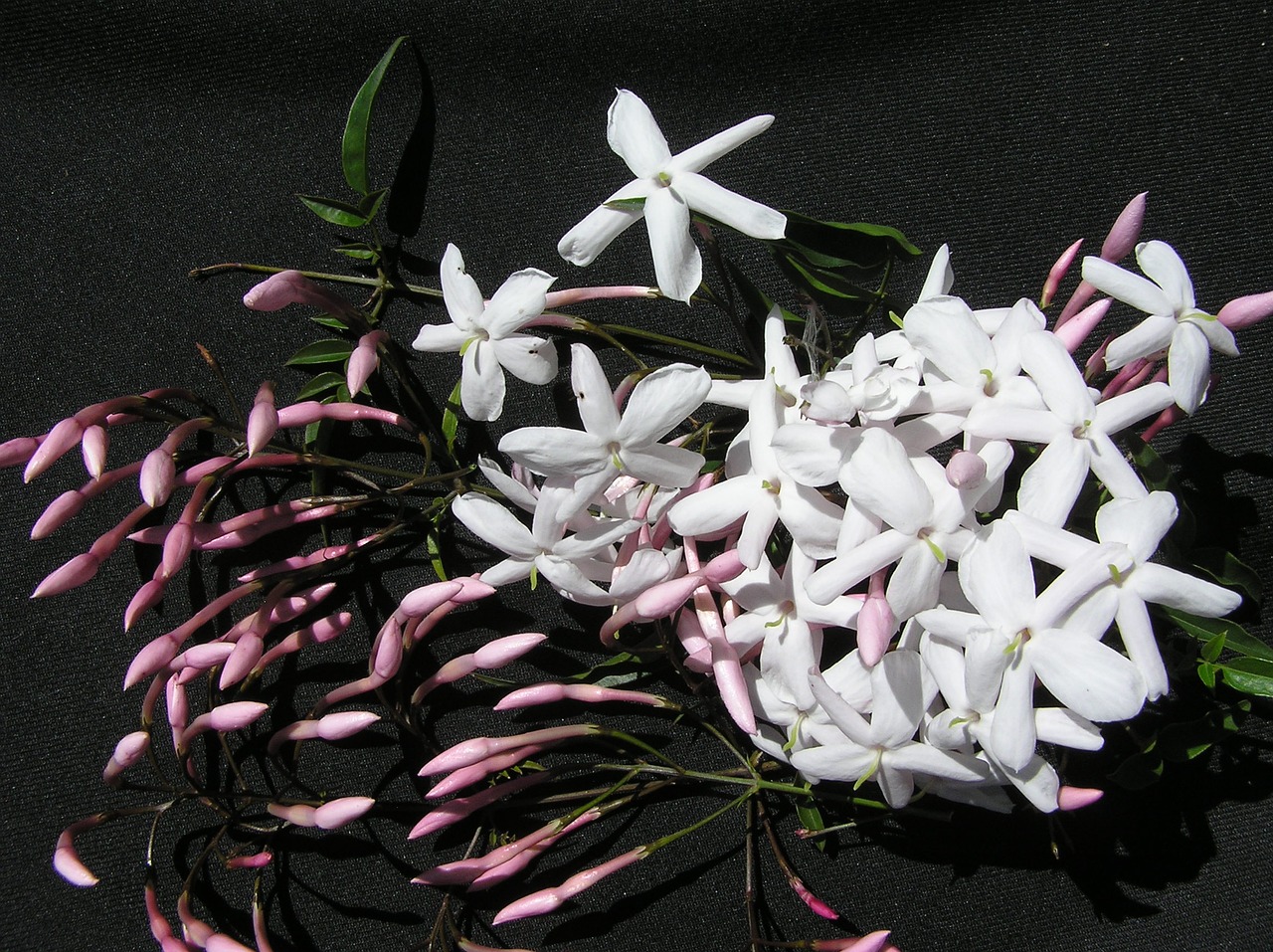 jasmine white aroma free photo