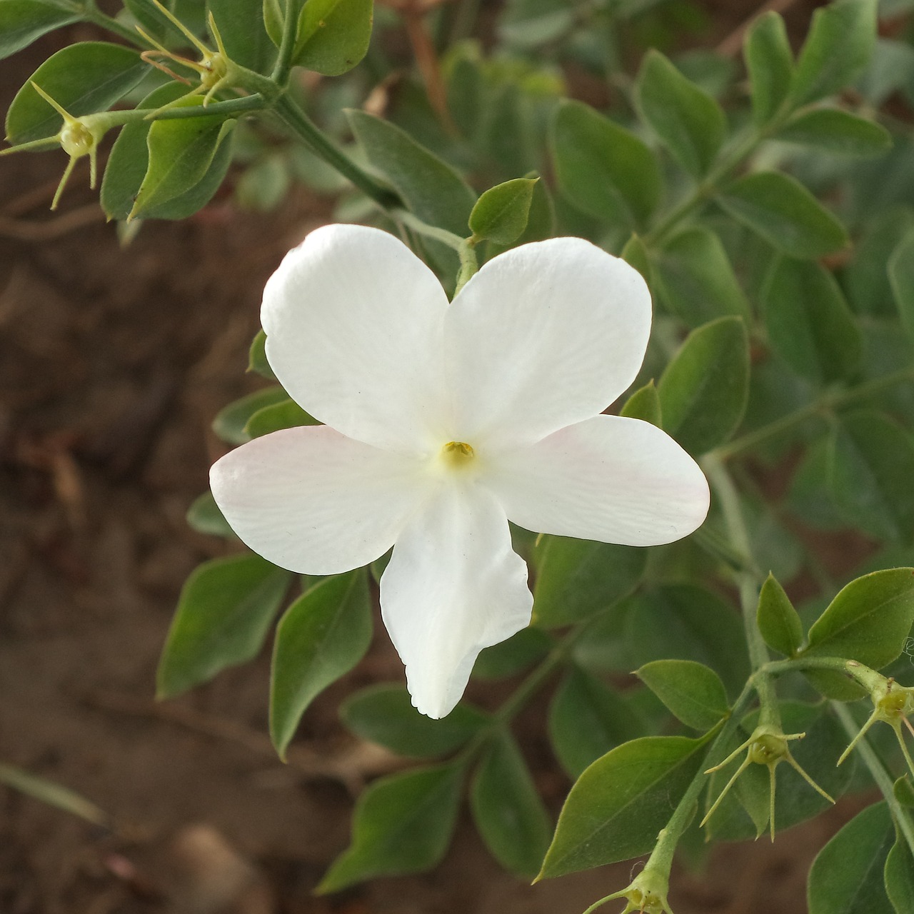 jasmine flower foliage free photo