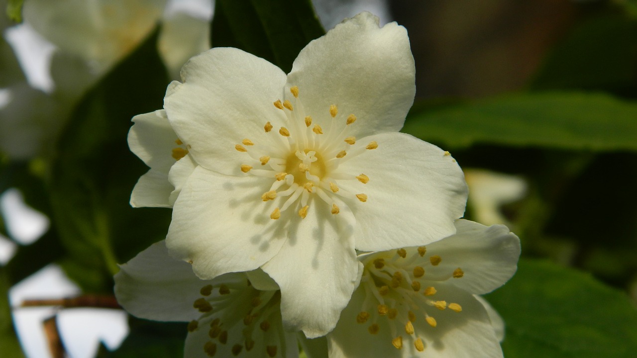 jasmine bush flowering shrub free photo