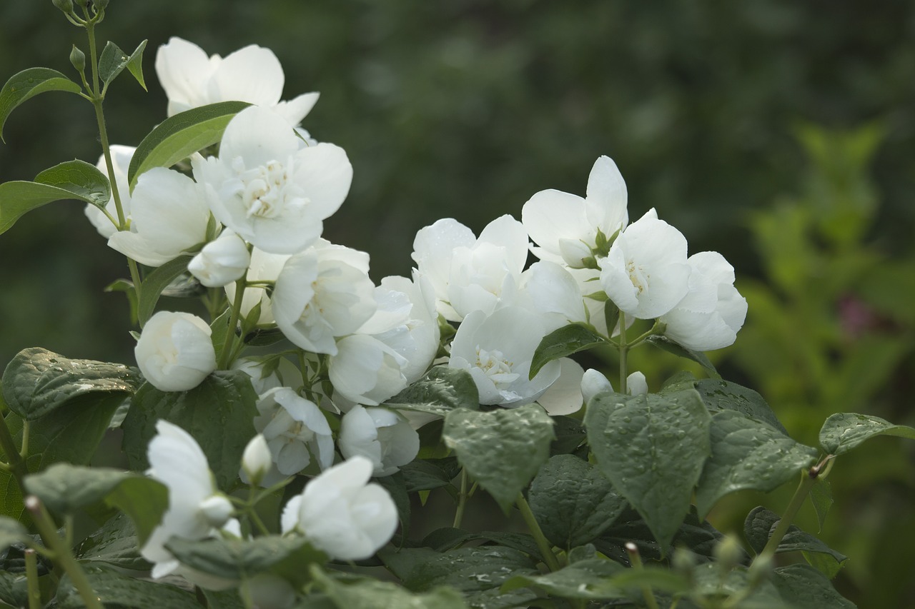 jasmine  flowers  summer free photo