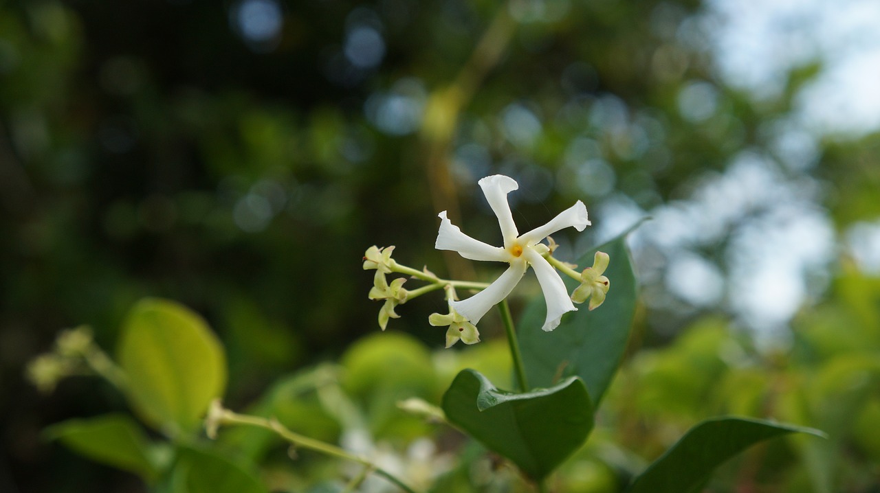 jasmine  flower  floral free photo