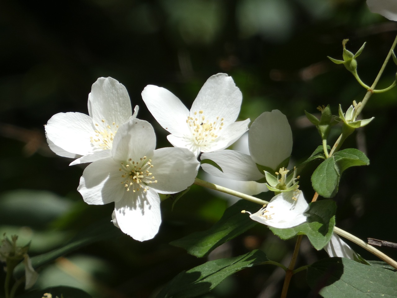 Download free photo of Jasmine, beautiful flower, summer, blooming ...