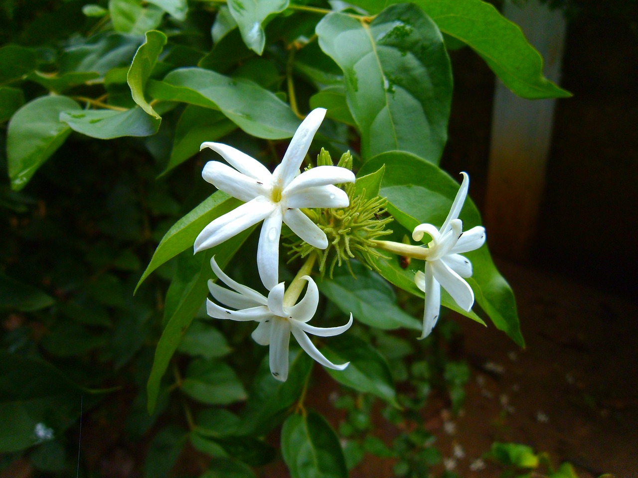 jasmine  nithyakalyani  catharanthus roseus free photo