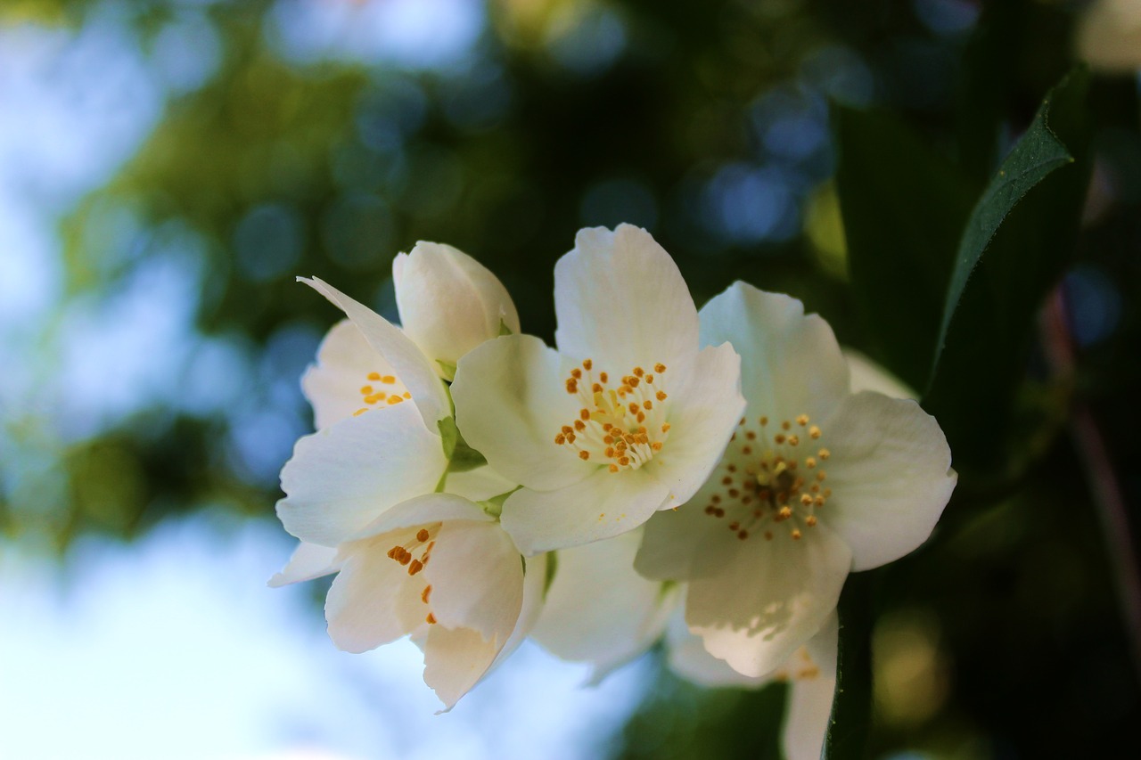 jasmine  jaśminowy  blooming free photo