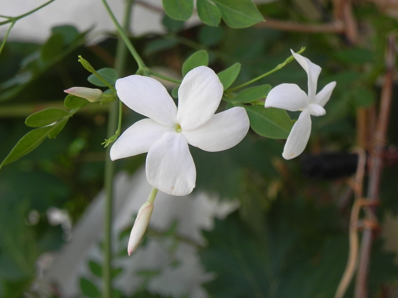 jasmine  fragrance  garden free photo