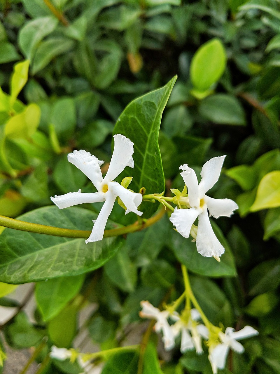 jasmine  flower  white free photo