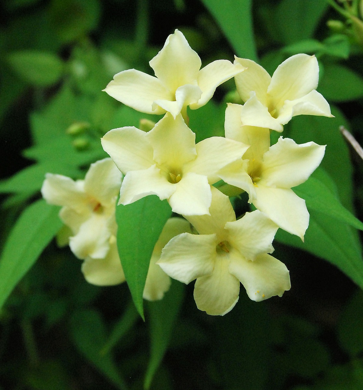 jasmine fragrance flower free photo