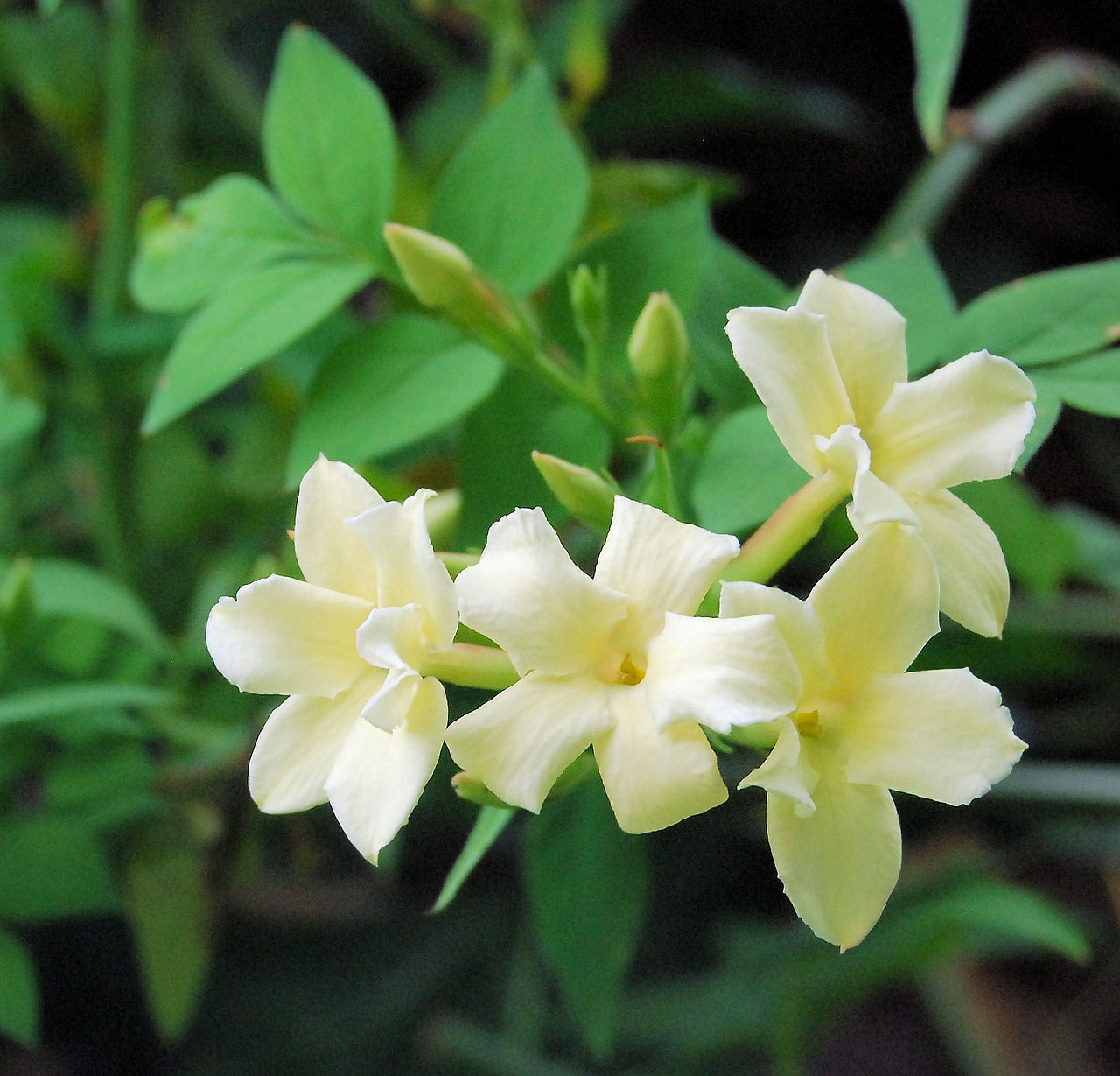 jasmine fragrance flower free photo