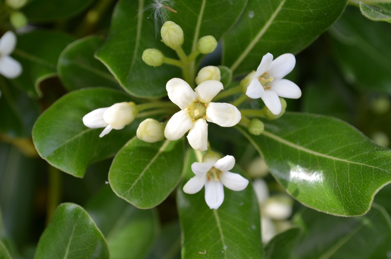 jasmine  spring  bouquet free photo