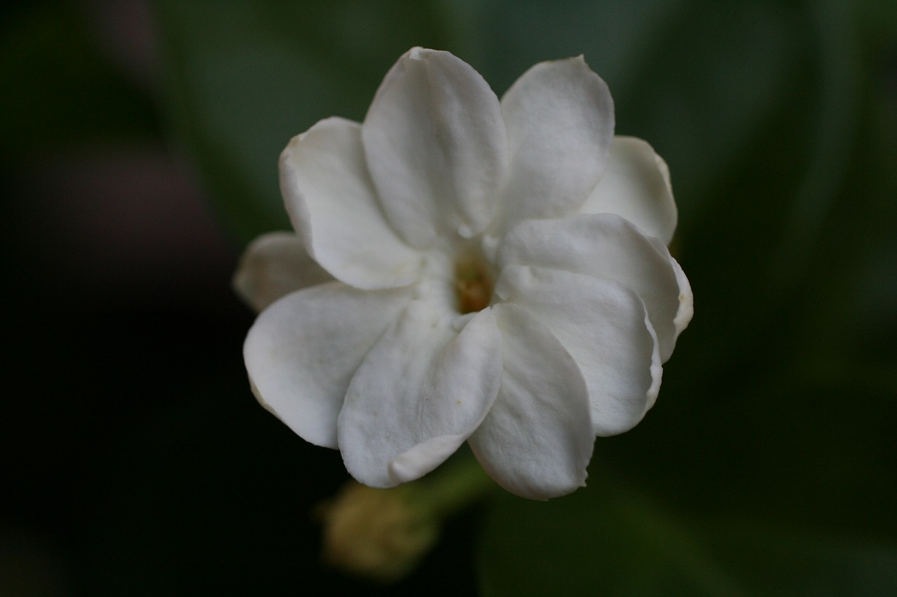 jasmine  tropical  gardening free photo