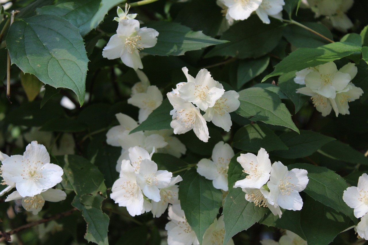 jasmine  white flowers  summer free photo