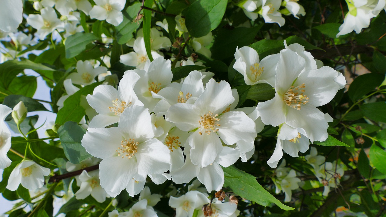 jasmine  flowers  spring free photo