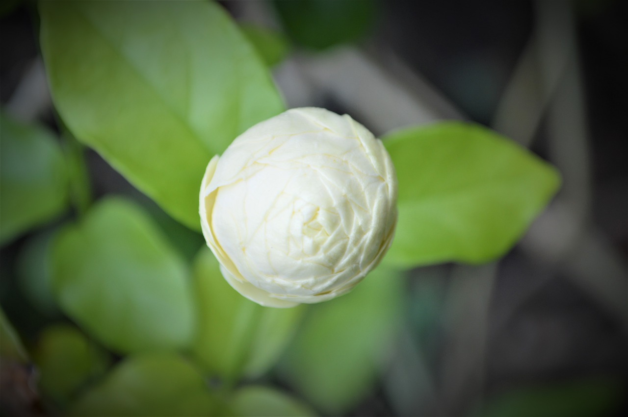 jasmine  flower  มะลิ free photo