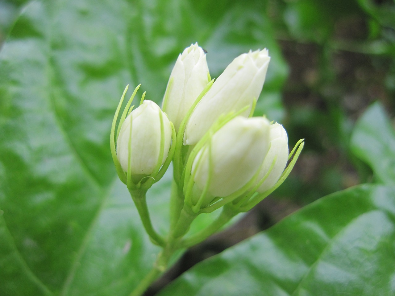 jasmine flowers free pictures free photo