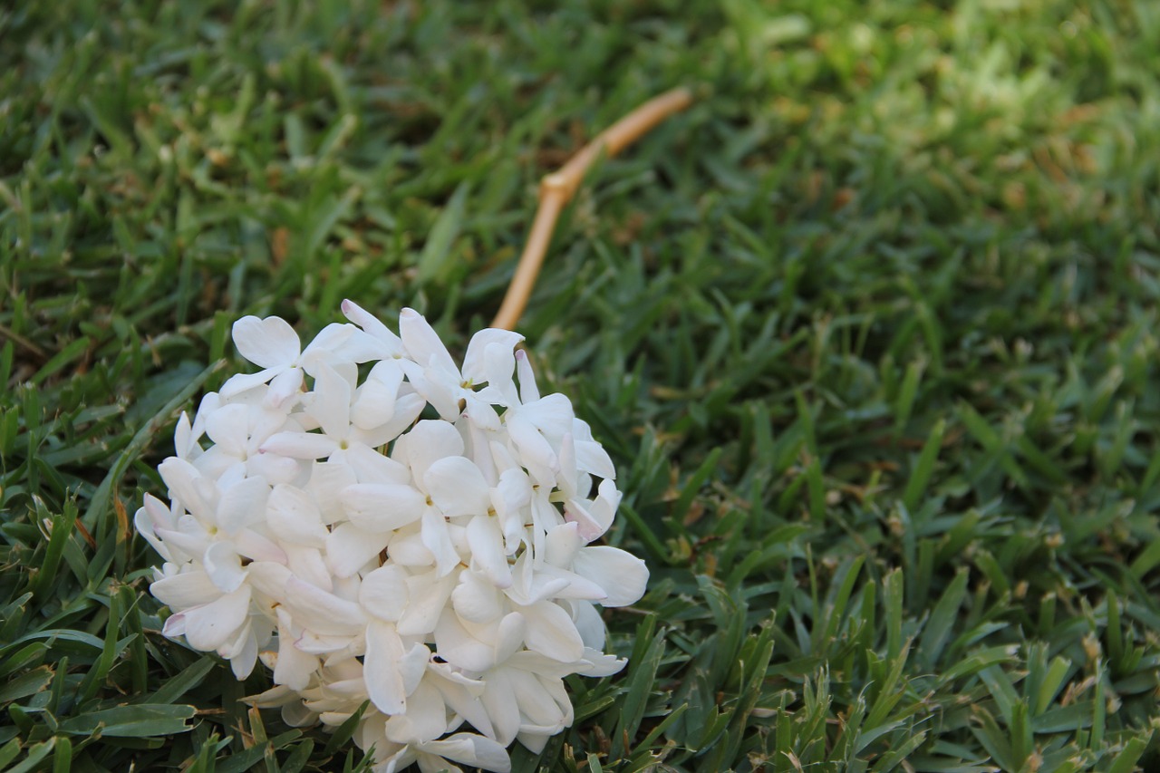 jasmine flower plant free photo