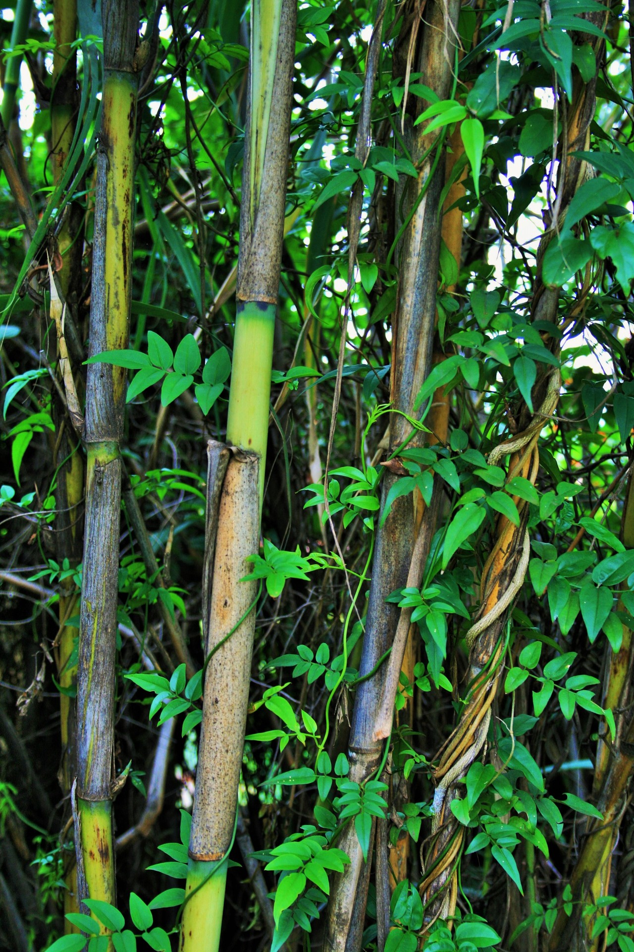reeds tall jasmine free photo