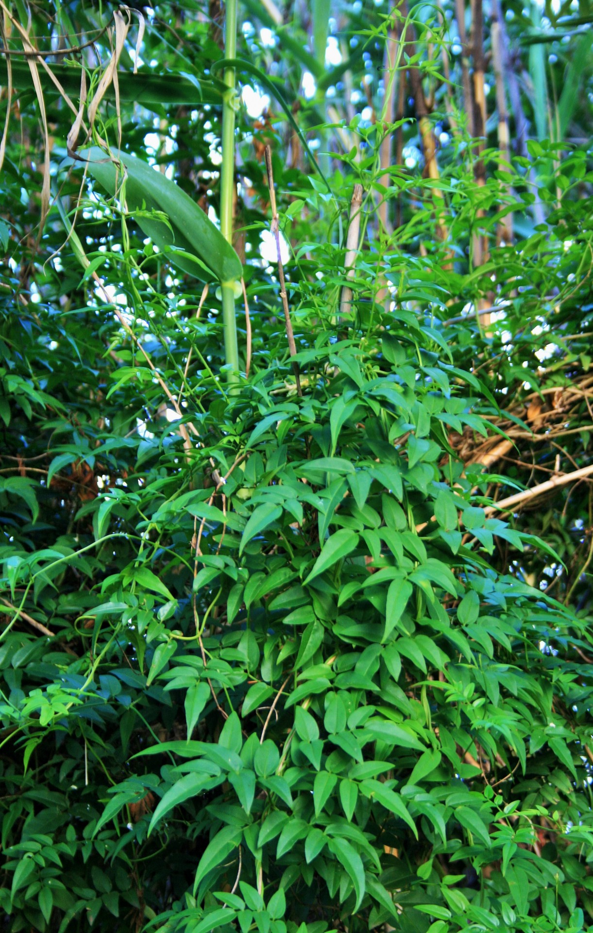 reeds jasmine creeper free photo