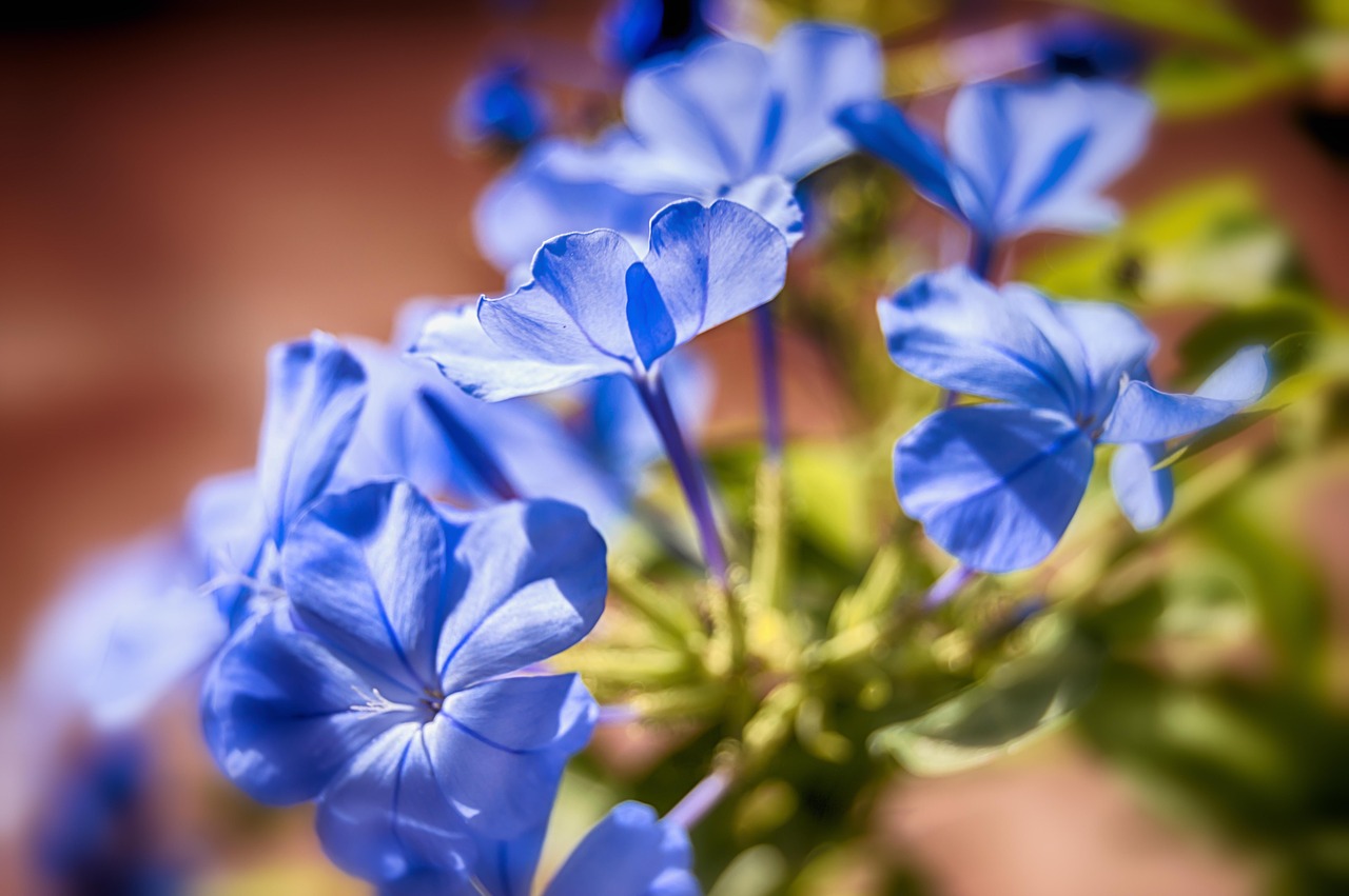 jasmine blue  blue flowers  jasmine free photo