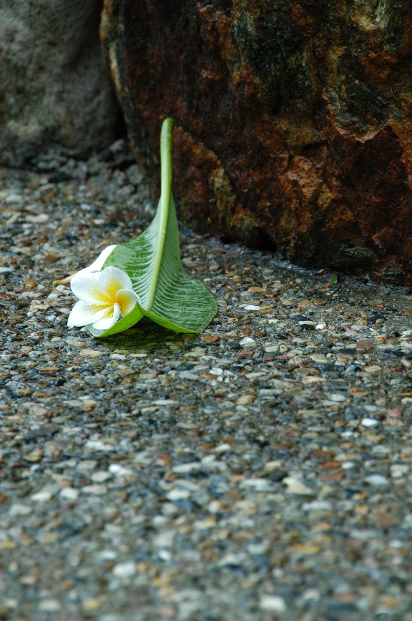 jasmine flower sidewalk rain free photo