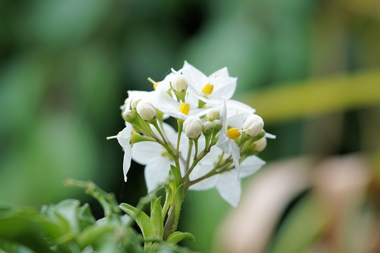 jasmine-flowered nightshade flower blossom free photo