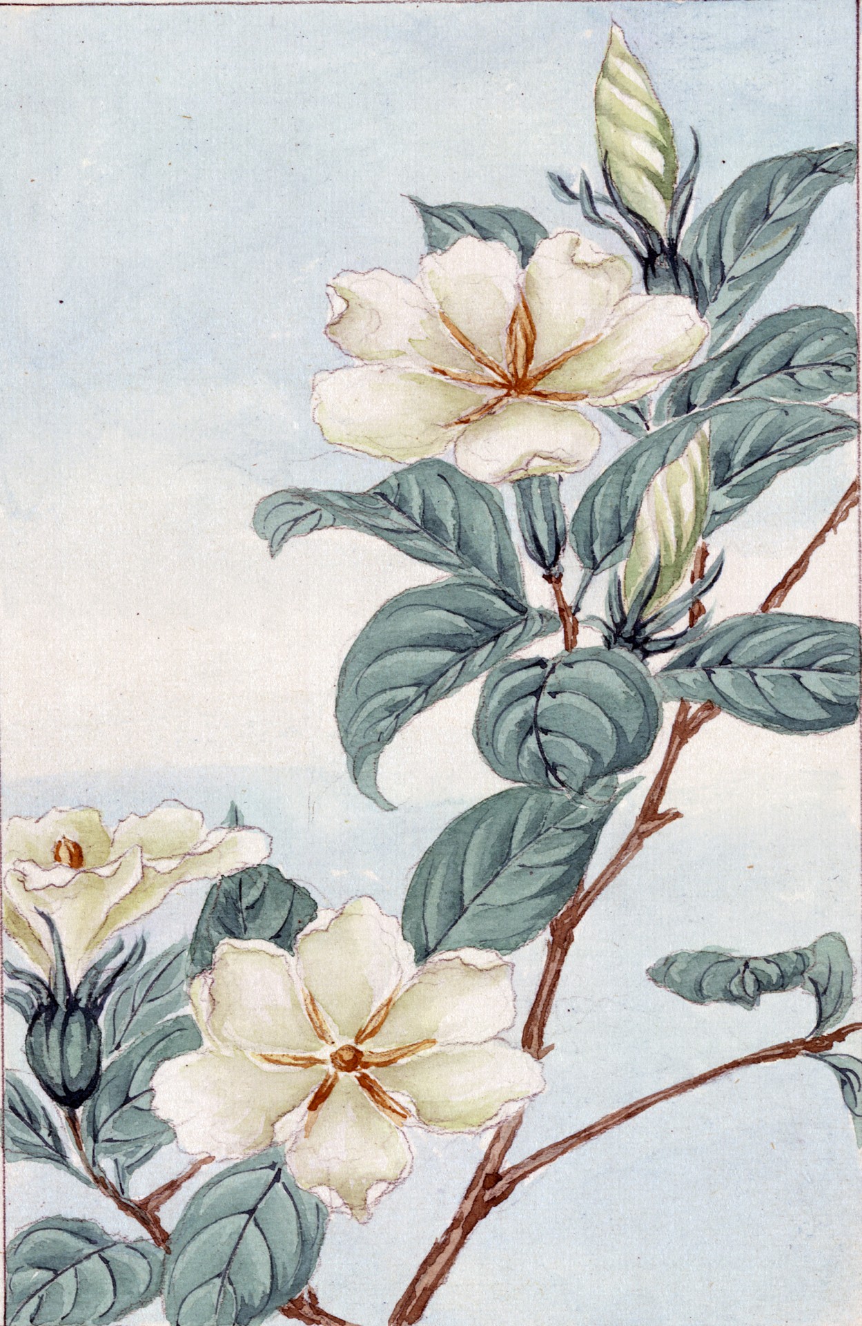 Jasmine,flowers,jasmine flowers,tree,bush - free image from