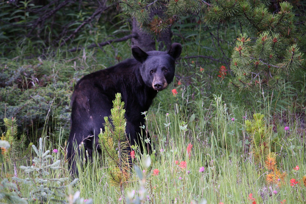 jasper jasper national park black bear free photo