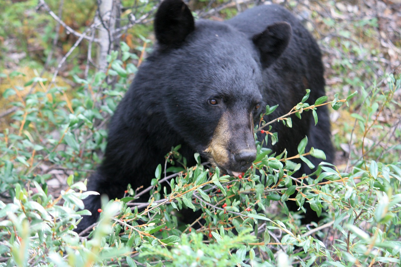 jasper jasper national park black bear free photo