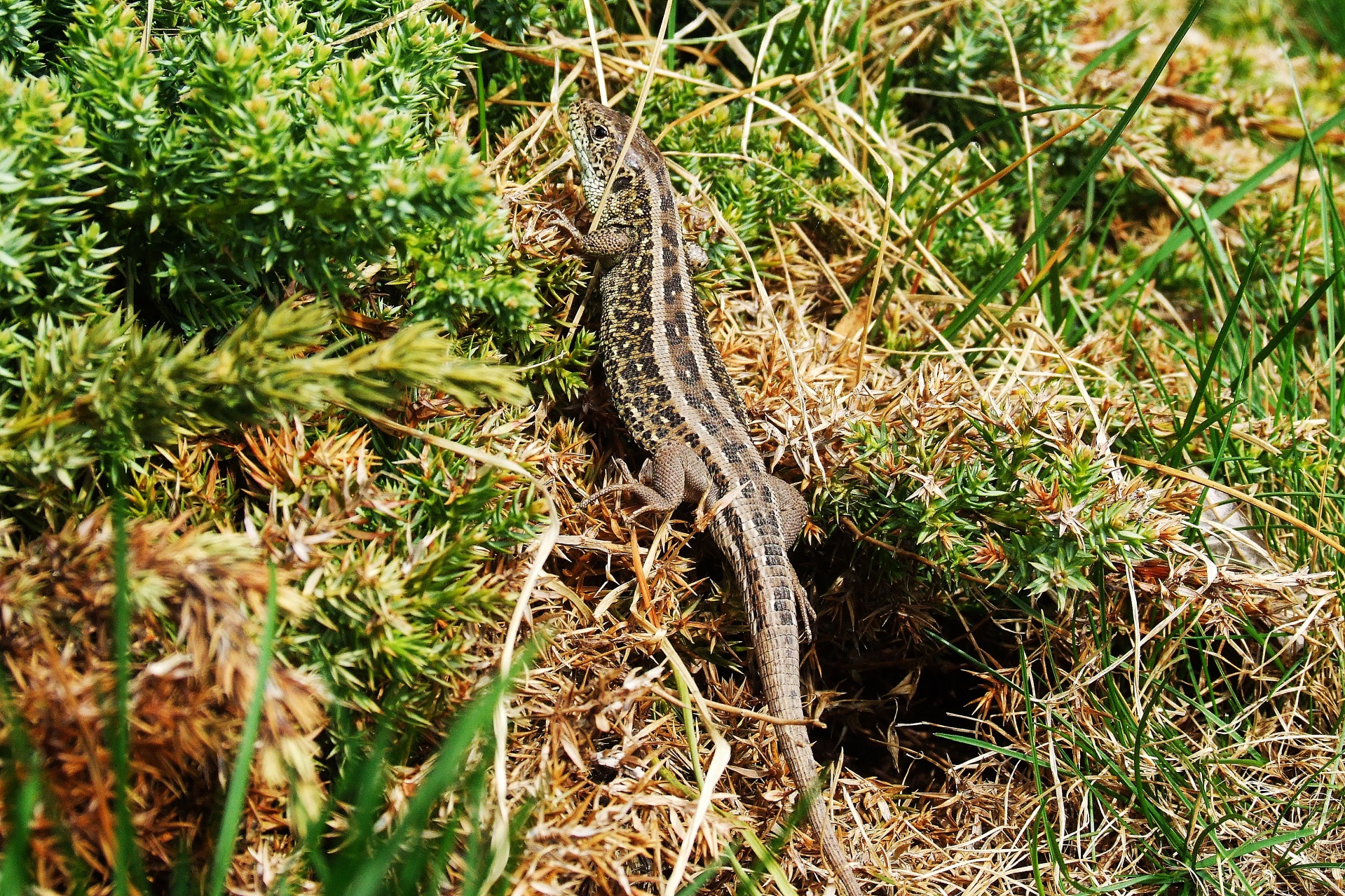 lizard garden lizard free photo