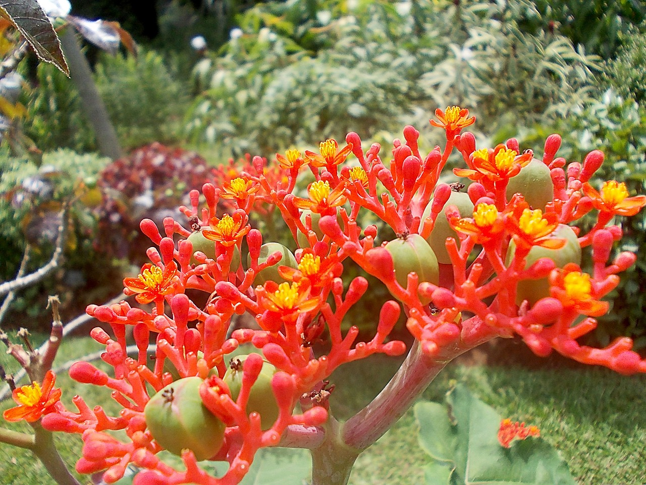jatropha flower exotic free photo