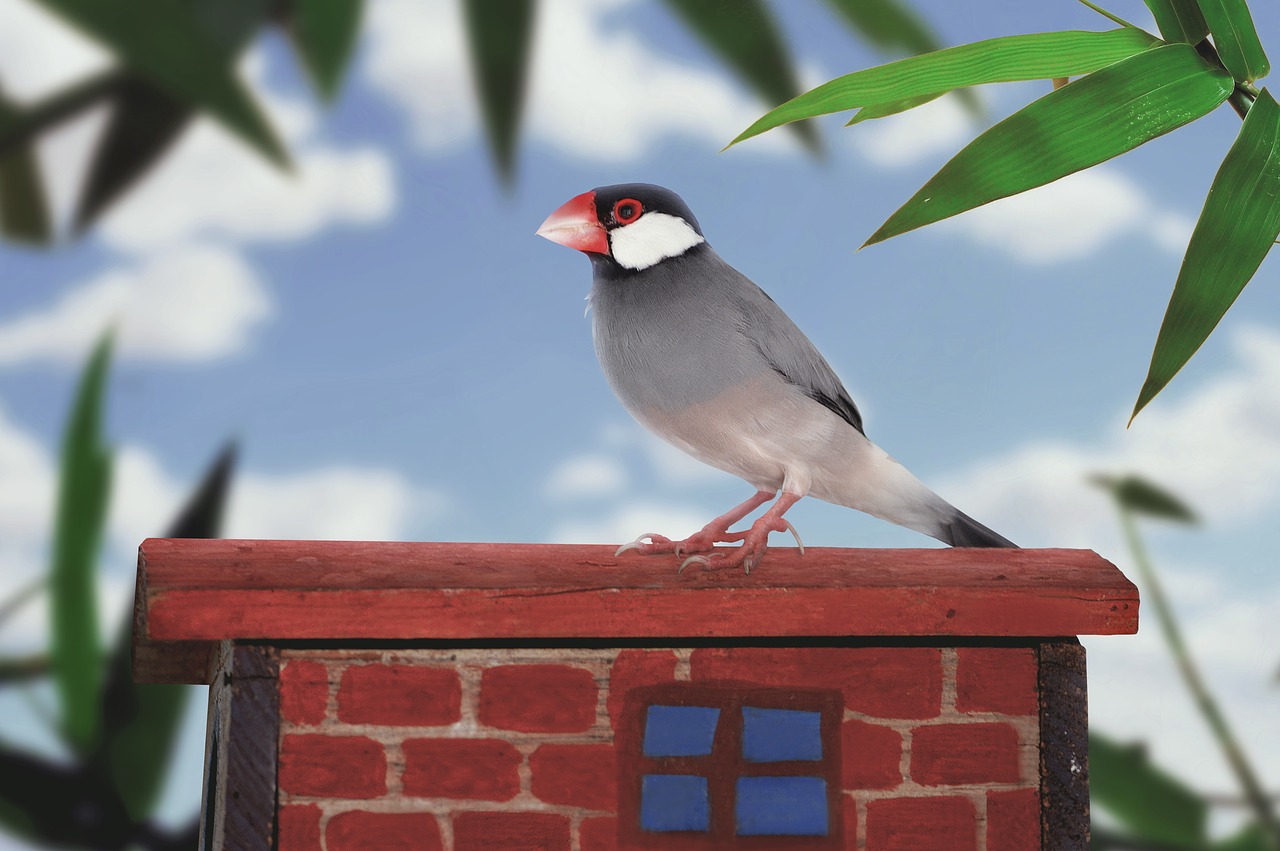 java sparrow sparrow bird free photo