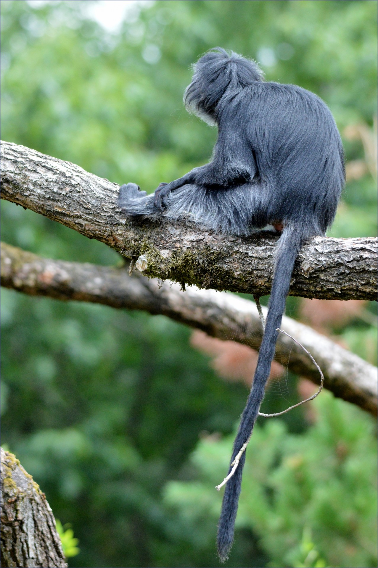 ape monkey javanese langur free photo