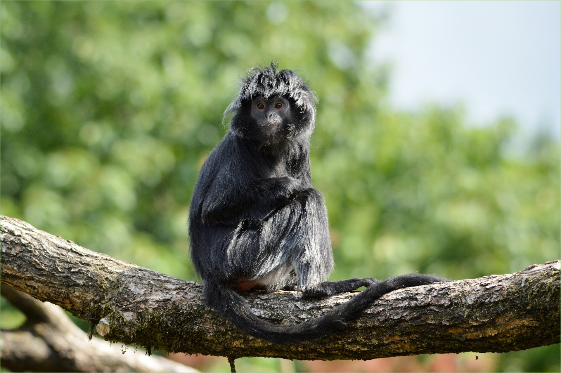 ape monkey javanese langur free photo